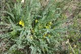 Astragalus buchtormensis