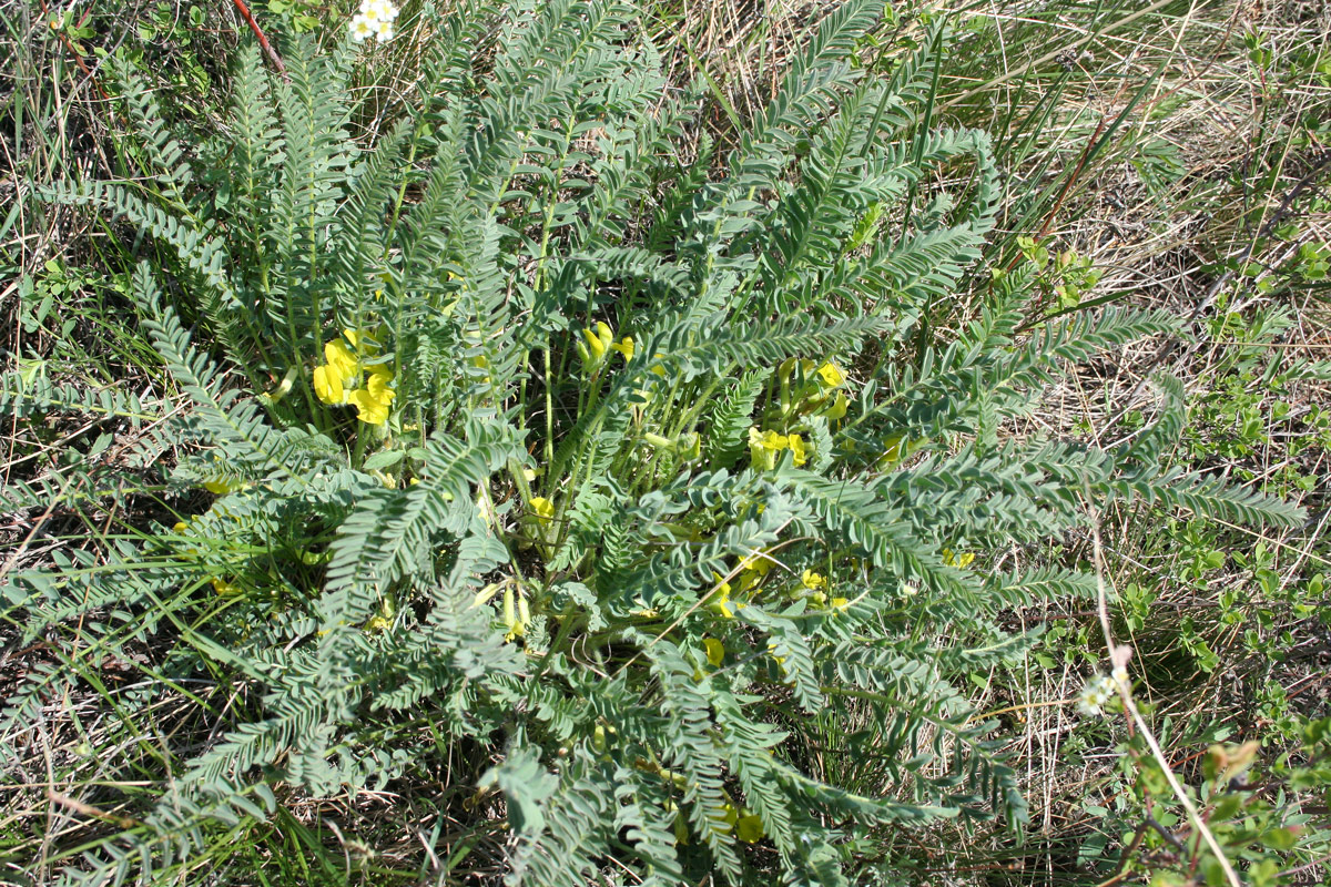 Изображение особи Astragalus buchtormensis.