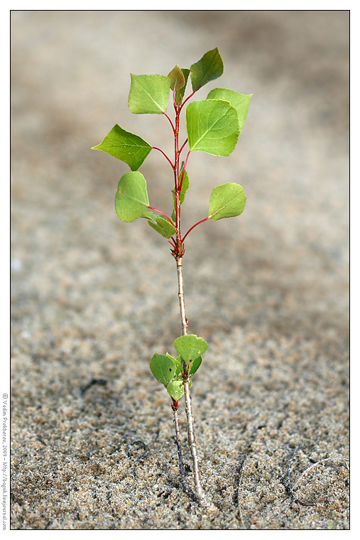 Image of Populus nigra specimen.