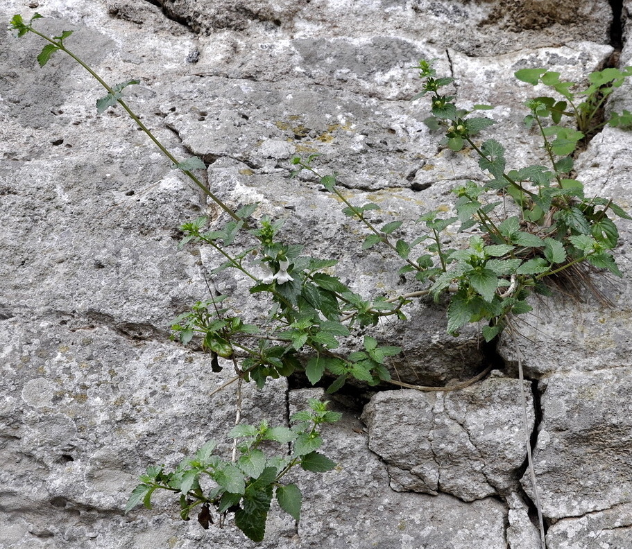 Image of Prasium majus specimen.