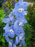 Delphinium &times; phoeniceum