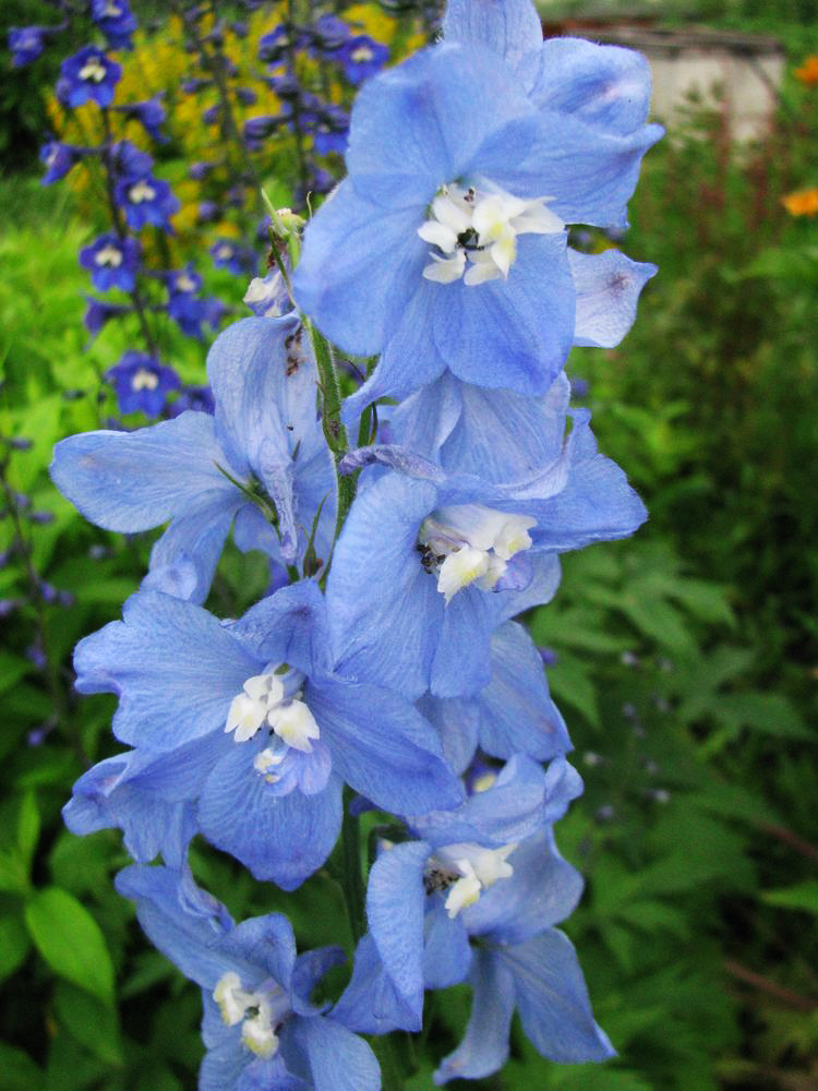 Image of Delphinium × phoeniceum specimen.