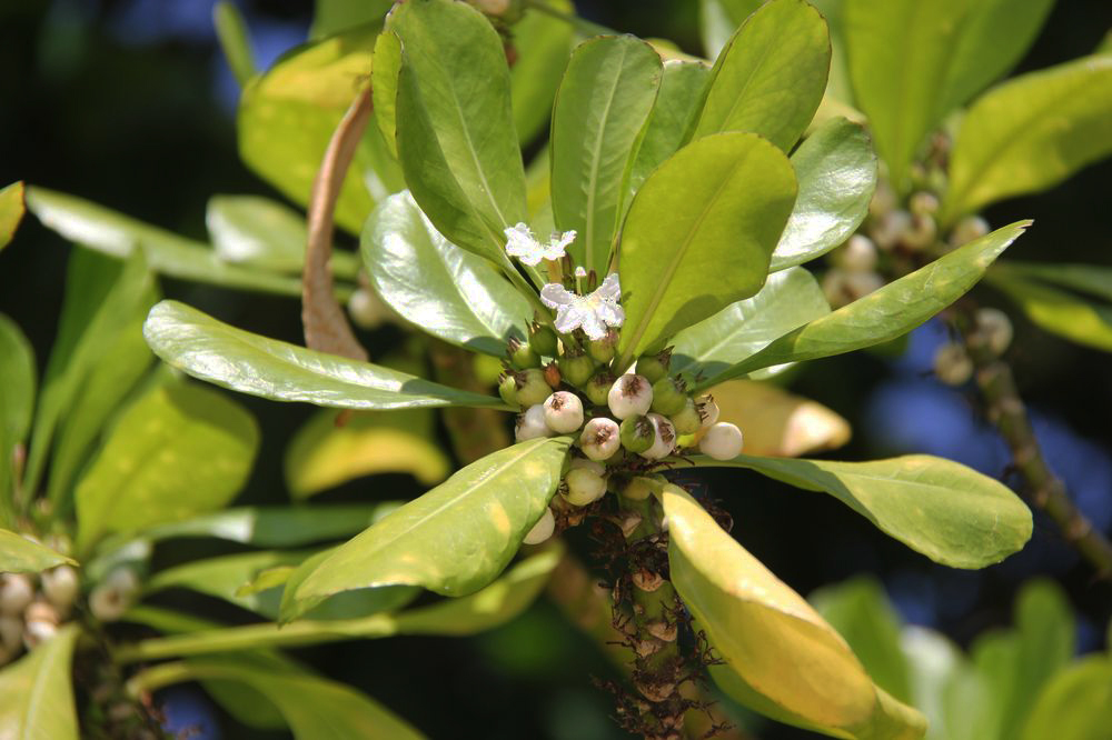 Image of Scaevola taccada specimen.