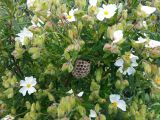 Cistus monspeliensis