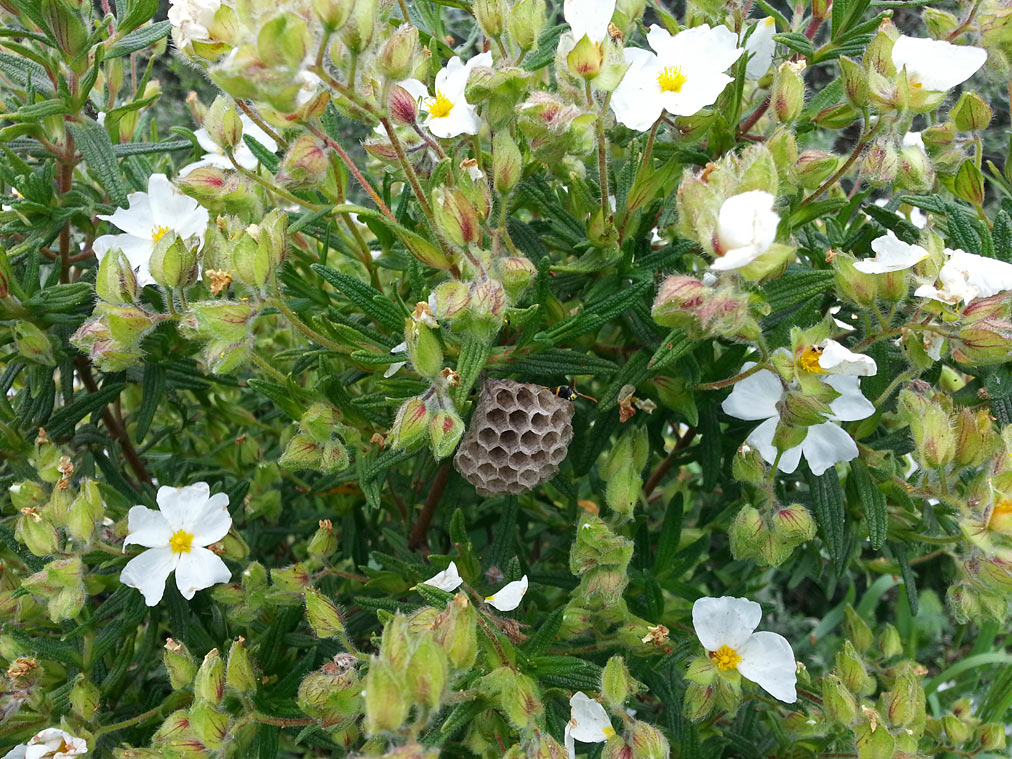 Изображение особи Cistus monspeliensis.