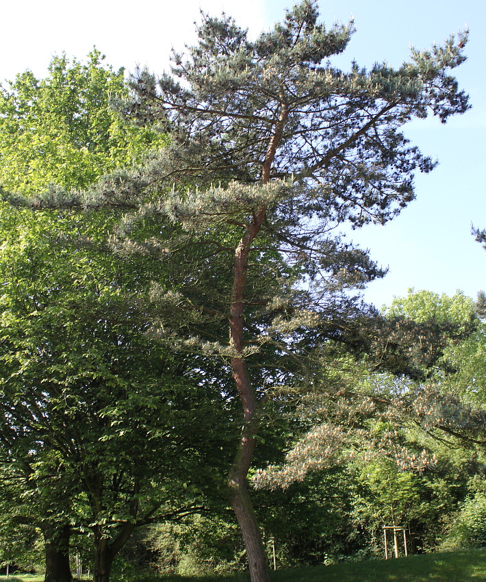 Image of Pinus sylvestris specimen.