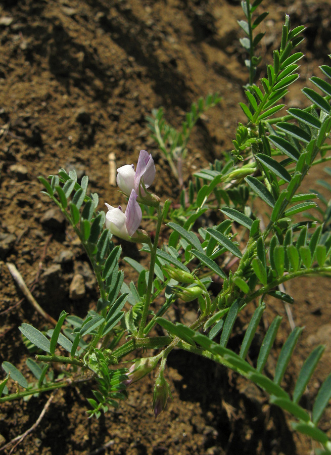 Image of Vicia ervilia specimen.
