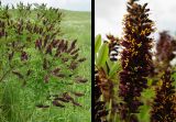 Amorpha fruticosa