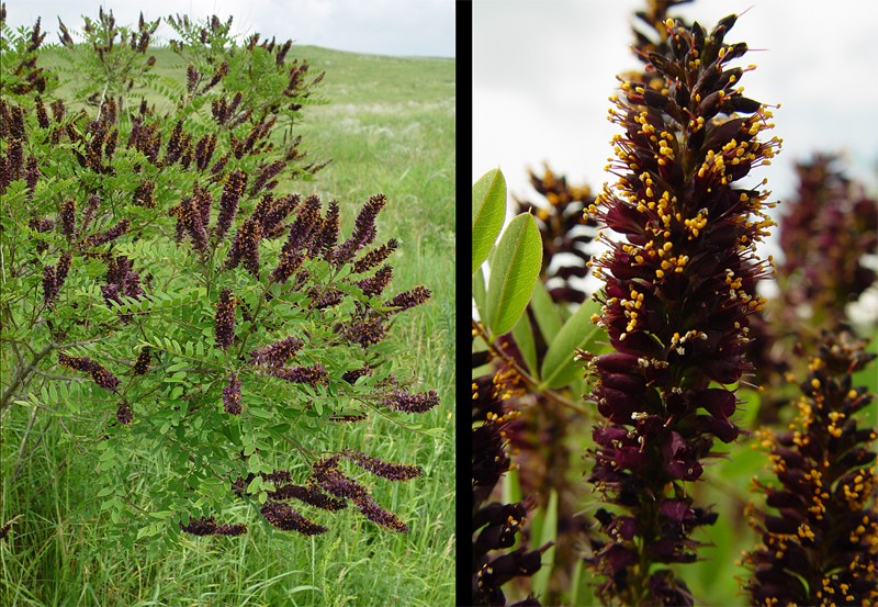 Изображение особи Amorpha fruticosa.