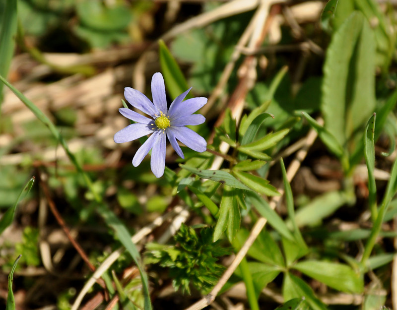 Image of Anemone caucasica specimen.