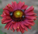 genus Gaillardia