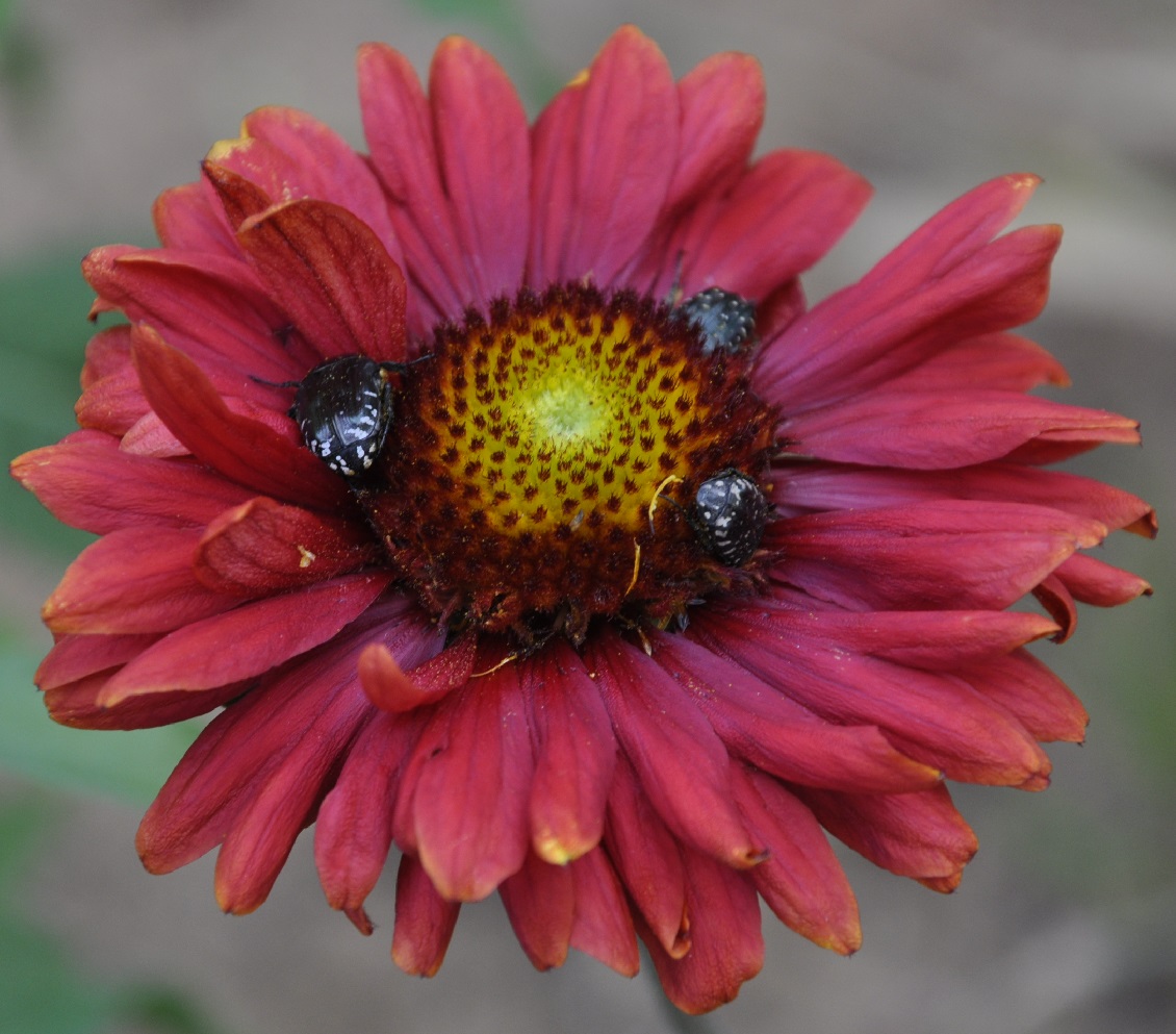 Image of genus Gaillardia specimen.