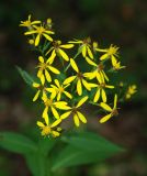 Senecio propinquus. Соцветия. Адыгея, хр. Уна-Коз, опушка смешанного леса. 13.08.2008.