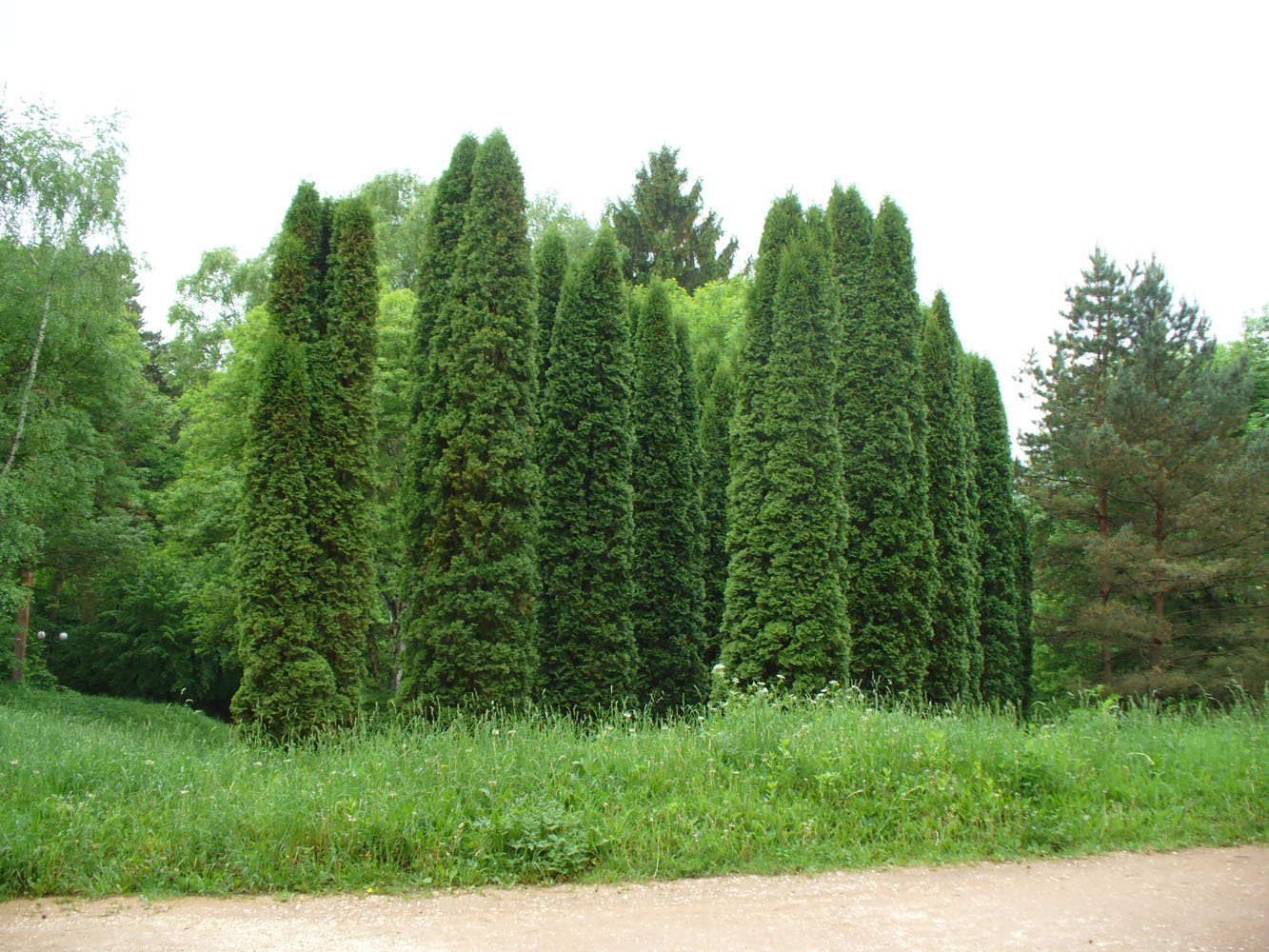 Image of Thuja occidentalis specimen.
