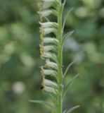 Digitalis viridiflora