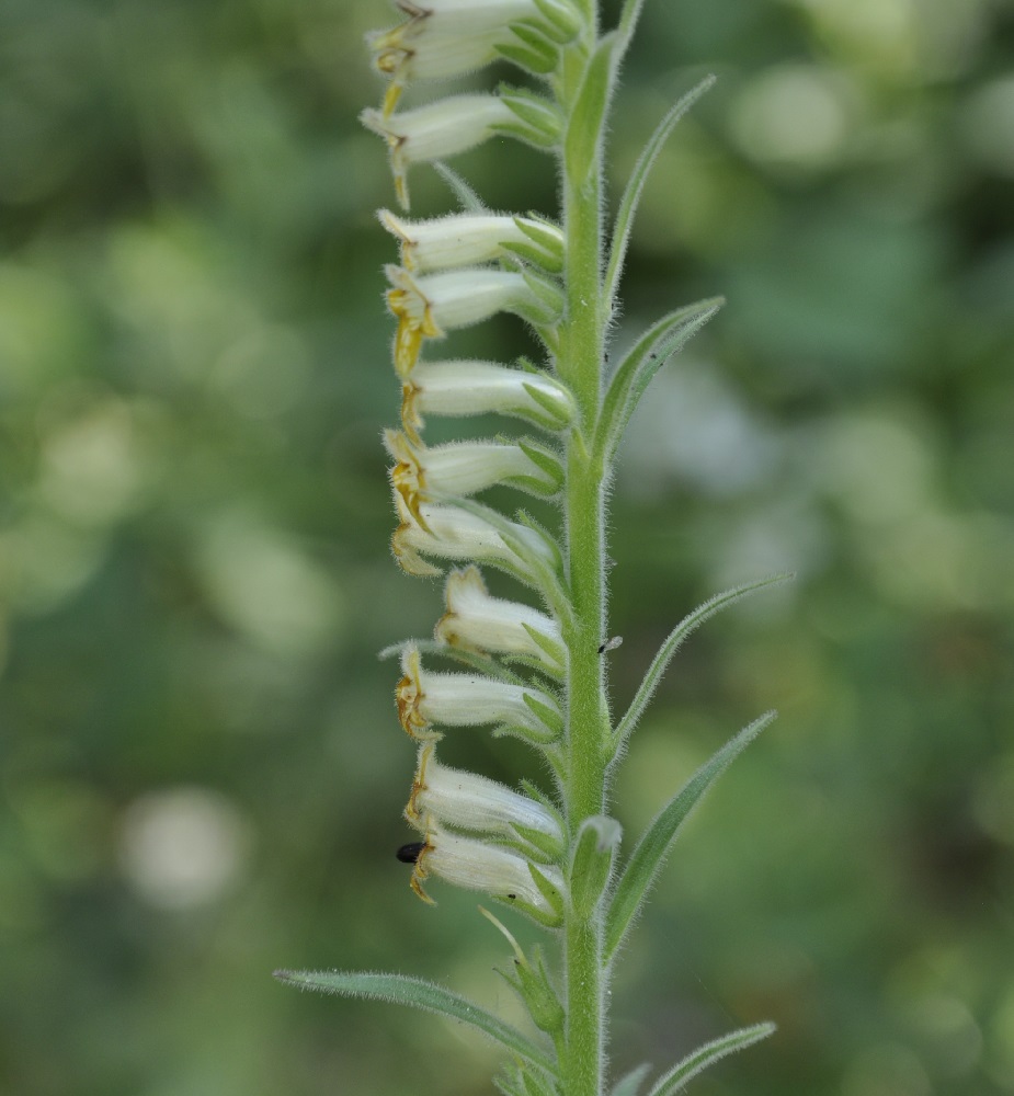 Image of Digitalis viridiflora specimen.