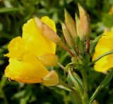 genus Oenothera. Соцветие с цветками и бутонами. Германия, г. Дюссельдорф, Ботанический сад университета. 02.06.2014.
