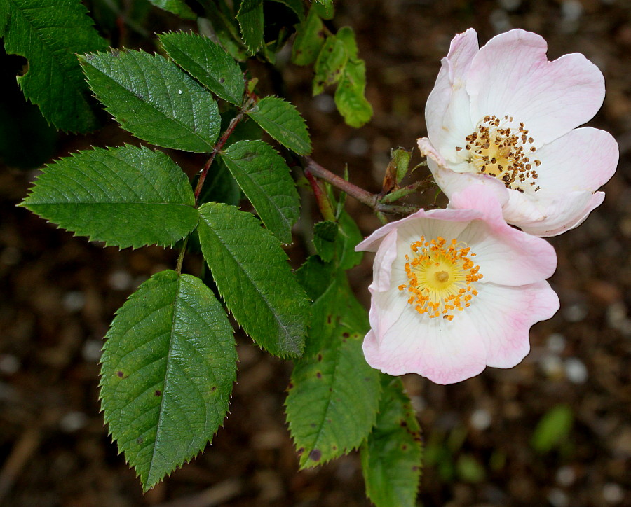 Изображение особи Rosa stylosa.