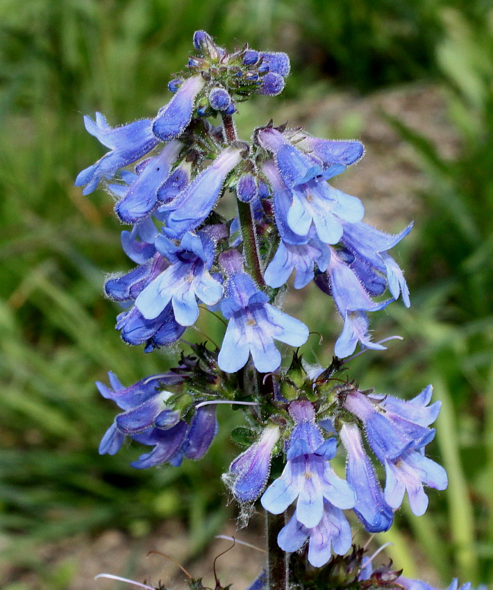 Изображение особи род Penstemon.