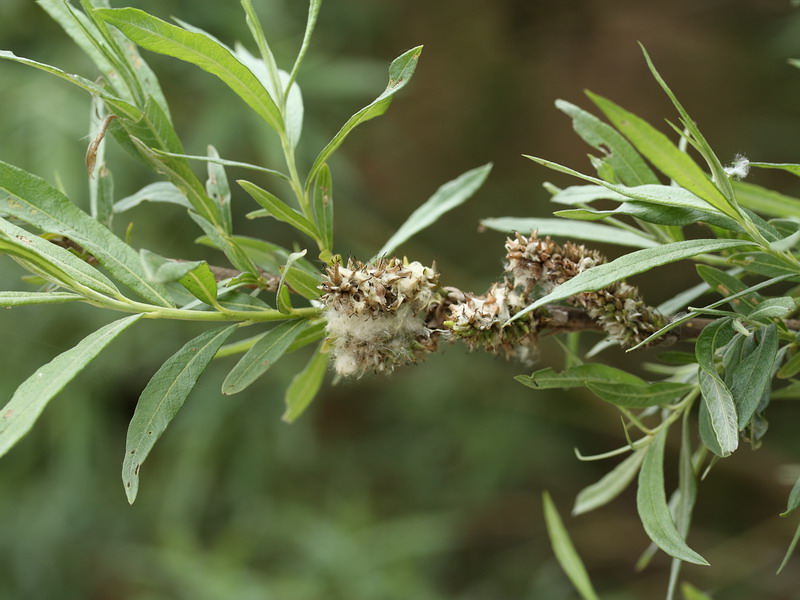 Изображение особи Salix viminalis.