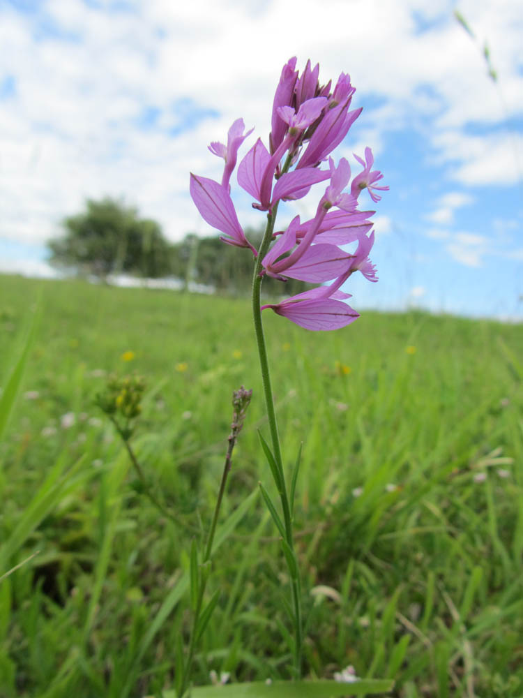 Image of Polygala major specimen.