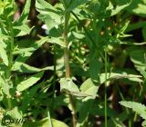 Inula britannica