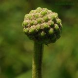 Eleutherococcus sessiliflorus. Соцветие с бутонами. Приморский край, Уссурийский р-н, окр. с. Монакино, пойма ручья Бассейка. 19.07.2014.