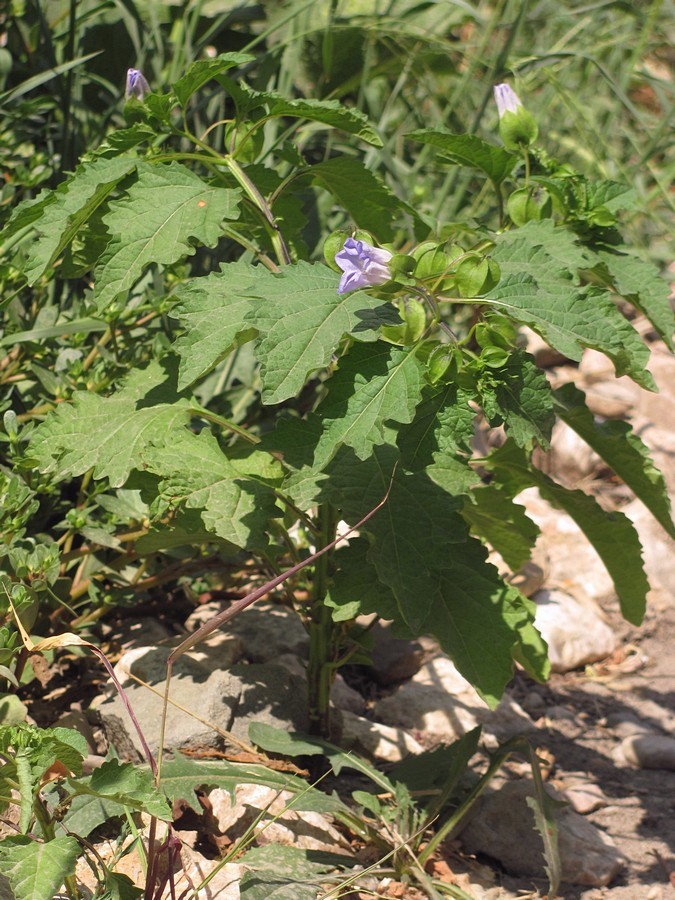 Изображение особи Nicandra physalodes.