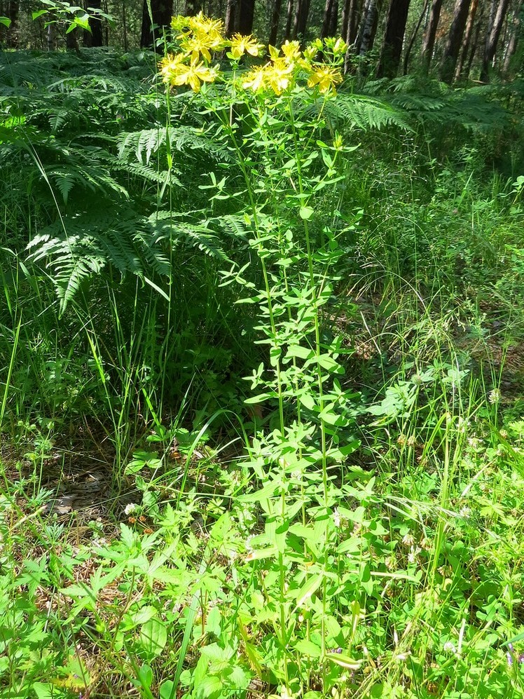 Image of Hypericum perforatum specimen.