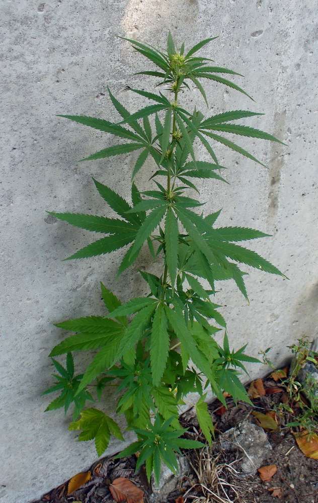 Image of Cannabis sativa var. spontanea specimen.