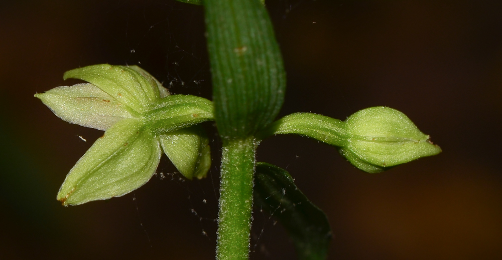 Изображение особи Epipactis helleborine.