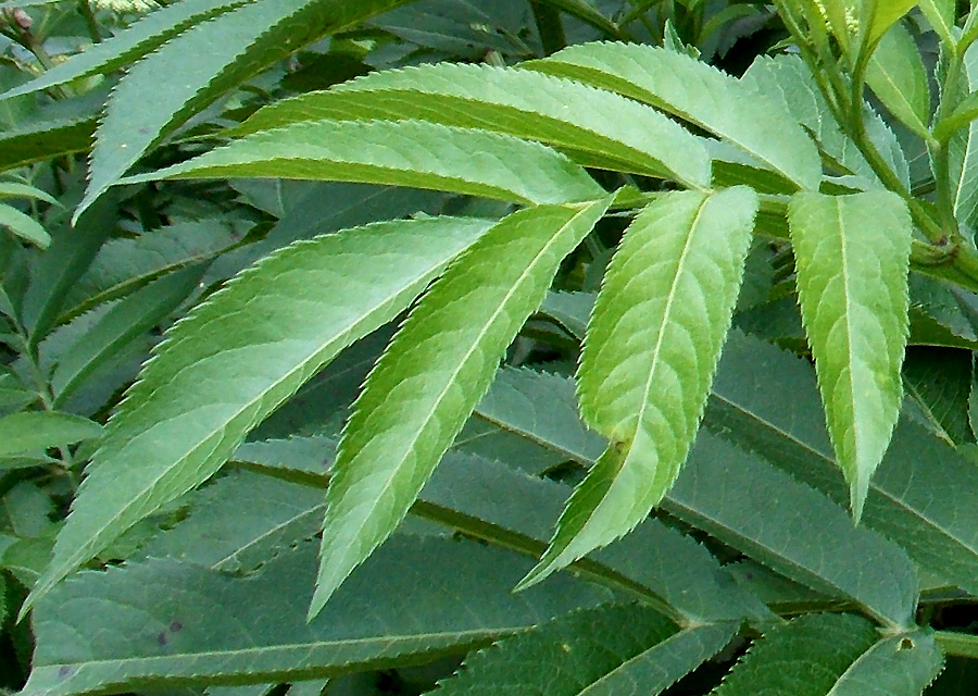 Изображение особи Sambucus ebulus.