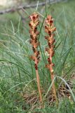 Orobanche gracilis. Цветущие растения. Черногория, нац. парк Ловчен. 18.07.2014.