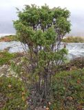 Juniperus niemannii. Растение на скалистом морском берегу. Кольский полуостров, Североморский р-н, окрестности пос. Росляково, Кольский залив, берег губы Грязная. 16.09.2007.