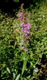 Lythrum salicaria. Цветущее растение. Германия, г. Дюссельдорф, Ботанический сад университета. 03.07.2014.