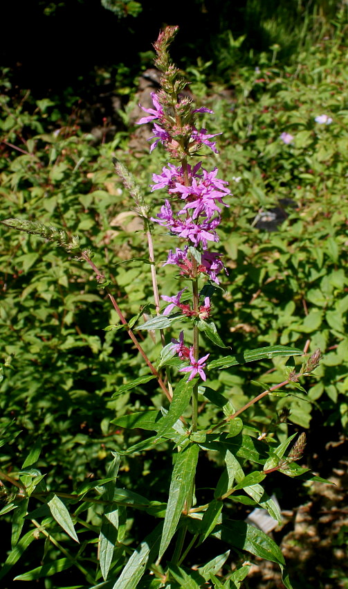 Изображение особи Lythrum salicaria.