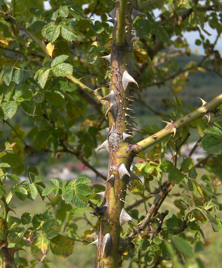 Image of Rosa rubiginosa specimen.