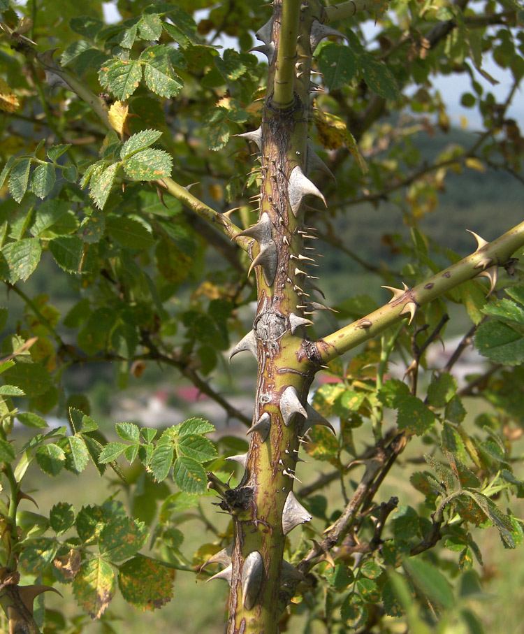 Image of Rosa rubiginosa specimen.