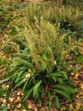 Blechnum spicant
