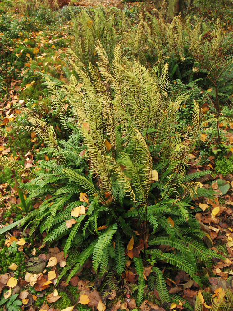 Изображение особи Blechnum spicant.