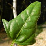 Atriplex prostrata