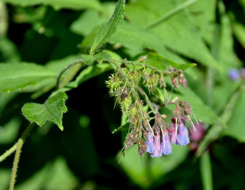 Изображение особи Symphytum asperum.