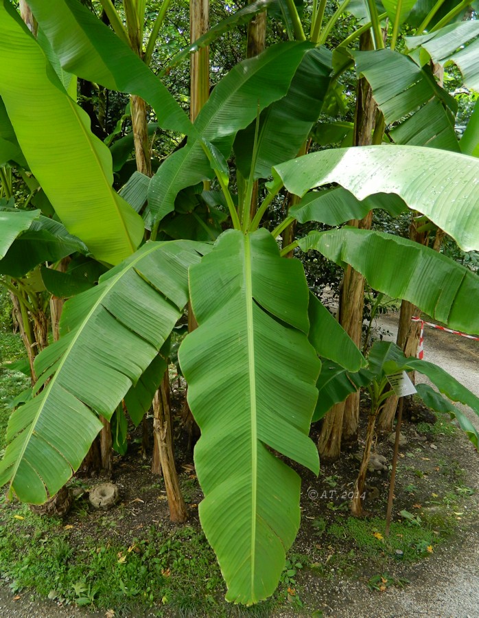 Image of genus Musa specimen.