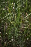 Galium octonarium. Цветущее растение в степи. Белгородская обл., окр. пос. Борисовка, Острасьев Яр. 30.06.2009.