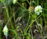 Scabiosa ochroleuca. Верхушка растения с соцветиями и соплодием. Юг Красноярского края, окрестности г. Минусинск. Июль 2009 г.
