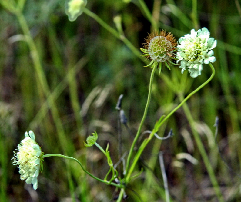 Изображение особи Scabiosa ochroleuca.