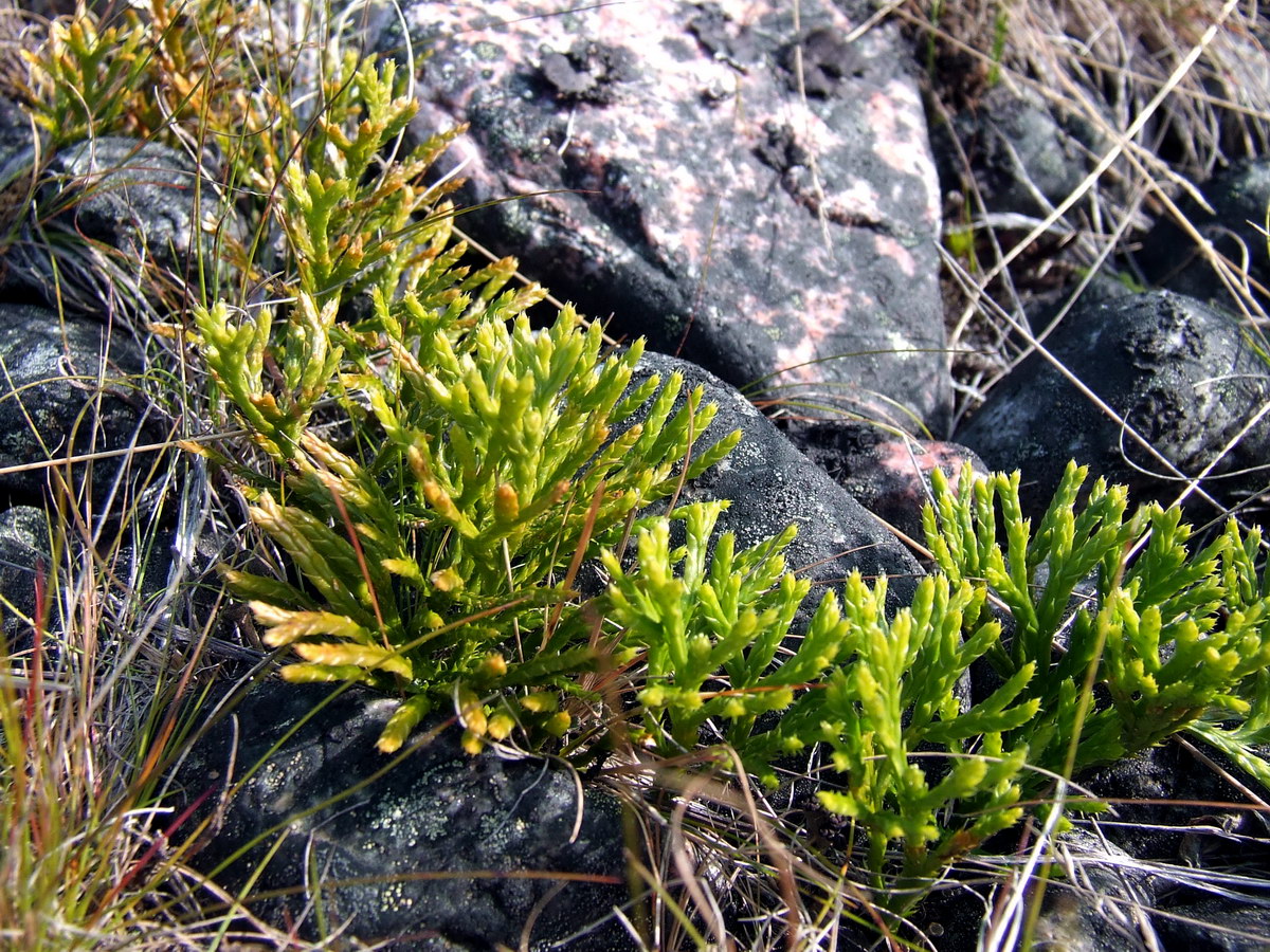 Image of genus Diphasiastrum specimen.