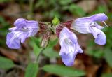 Salvia tomentosa. Часть соцветия. Крым, ландшафтный заказник \"Мыс Айя\". Июнь 2004 г.