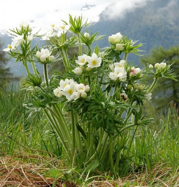 Image of Anemonastrum villosissimum specimen.