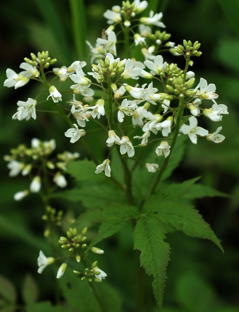 Изображение особи Cardamine leucantha.